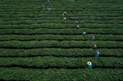 春来品春茶，贡山茶韵 一缕清香，一份醇厚