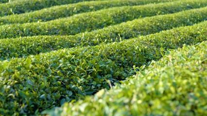 10万亩“绿叶”变“金叶”——南漳精心炮制“一壶茶”的产业振兴之路