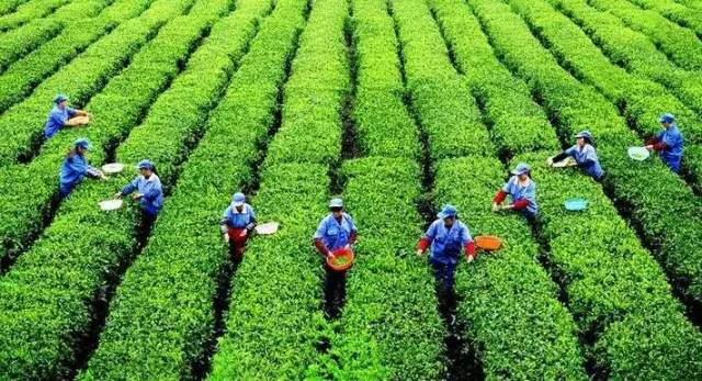 重庆区县长电视代言 赋能优质农产品，擦亮地方品牌金名片