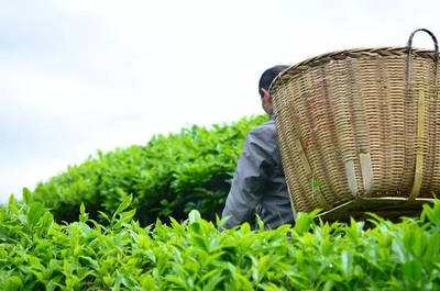 辟谣！别再给茶叶农残问题交“智商税”了