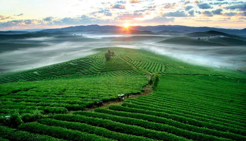 临沧凤庆 绿色品牌引领产业升级，茶叶与农产品焕发新活力