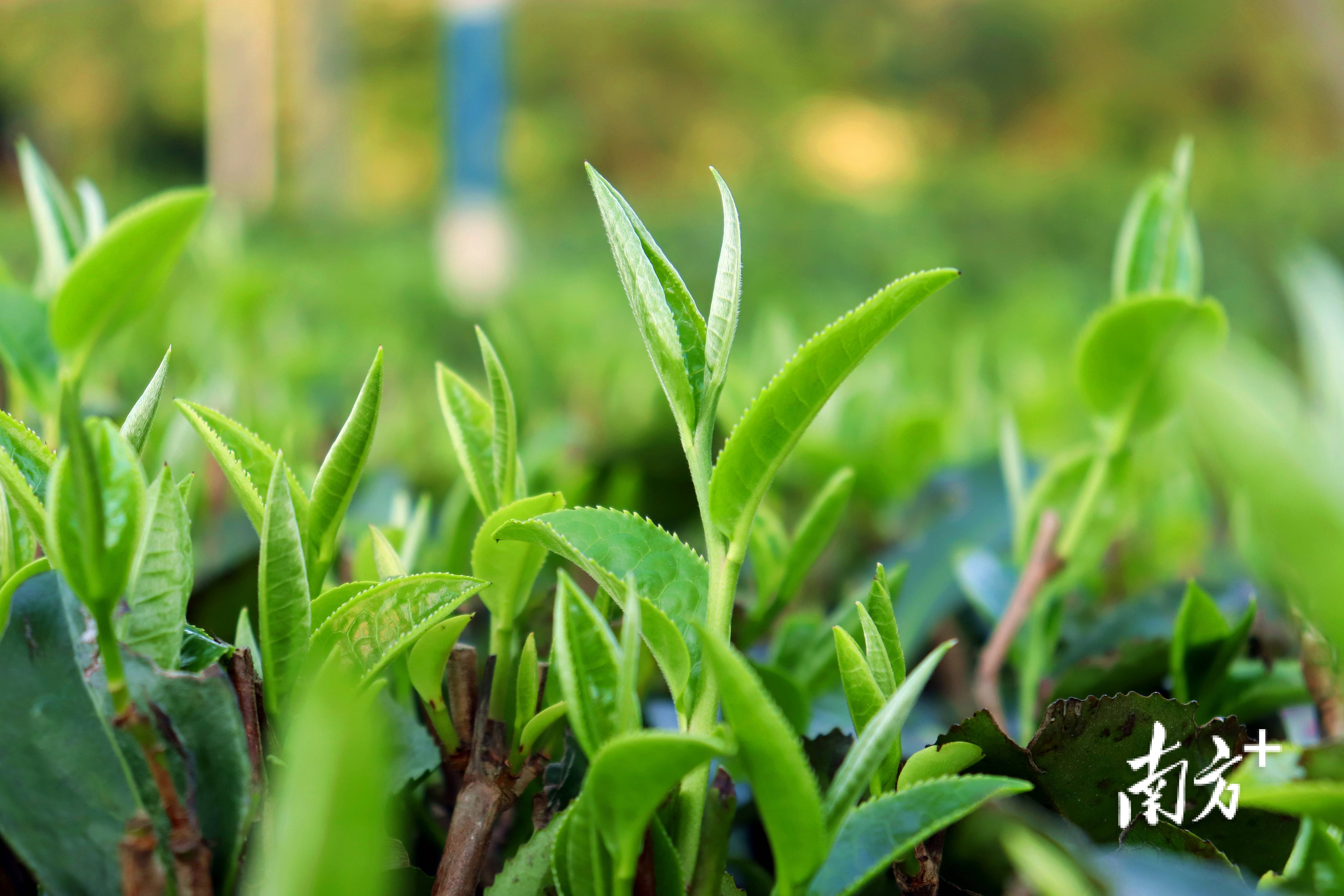 英德红茶荣膺中国地理标志农产品品牌声誉百强，岭南茶香飘誉全国