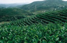 关于固始县2012年茶叶生产基地建设的意见